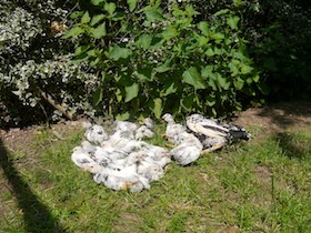 image.php?file=Teq_tIBCuEMfsVJifQYTBqfhNAriVGTolIodQpfKusplMzTsPrKQhpyvqpdKvwzg