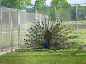 image.php?file=fcCvEQShPHomwWYFYoXbLvGPmyNQKlTqNWkRnCyBJmoEILJh_gHKbNZMLndWXwLl