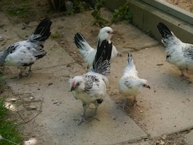 image.php?file=tZPSITahwgbWDcWCFeERFUclSSCOmReeqtwyLVfHBGdEizGodLFighTy_VMlmqPb